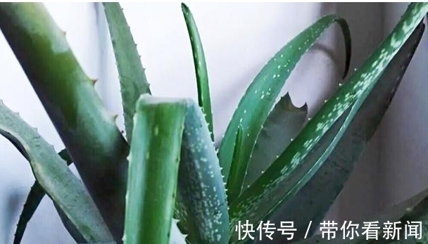 中華蘆薈|秋季，“奔三”女人多吃它，補水潤燥營養嫩膚，比貼面膜效果好