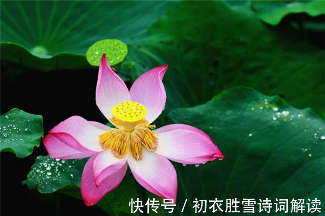 芙蓉塘|雷雨荷花两首,李商隐的忧郁惆怅,欧阳修的清丽动人,都是相思