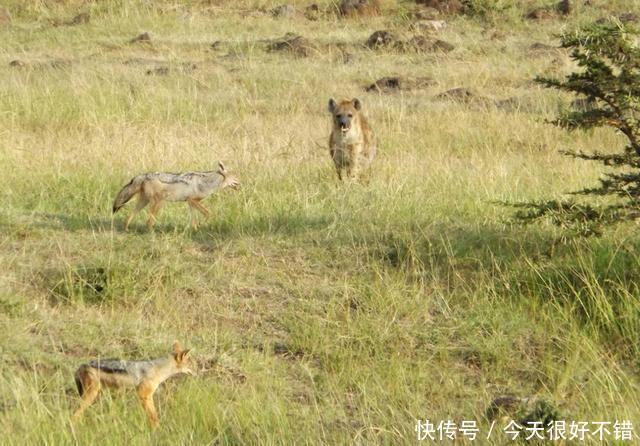 中型犬体重