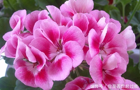 这三种花号称繁殖机器,养上一盆轻松变出百盆,真是太省钱了