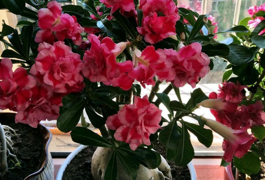 植物盆栽僵苗不长新叶,该怎么办?从这5方面下手,轻松搞定