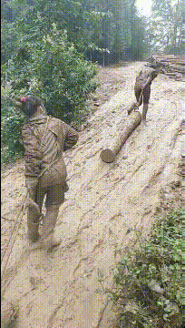 |搞笑GIF:大金毛估计是湖南的,四川重庆吃红辣椒,湖南就爱青椒