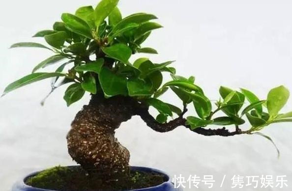 新手养花失败，大部分原因在于浇水不当！学会这3方法减少伤亡