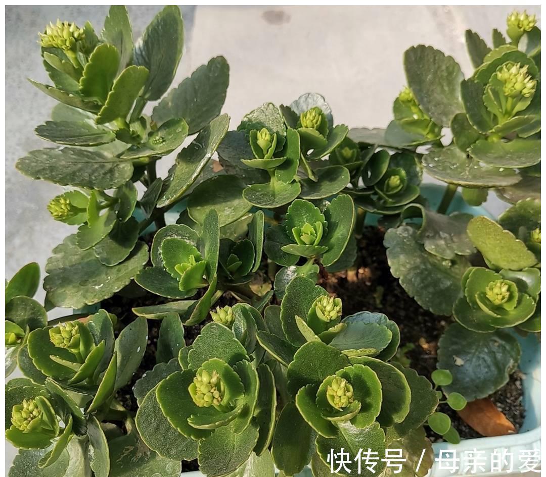 修剪|9月开始，给长寿花多做4件事，让它多冒新芽，孕蕾更多