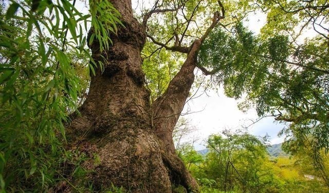 神甲|伏天氏叶伏天控制神甲大帝参战,最担心发生哪些问题