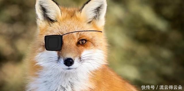 天官花城同款的狐狸团子,软萌又傲娇,简直是三郎化身,想Rua