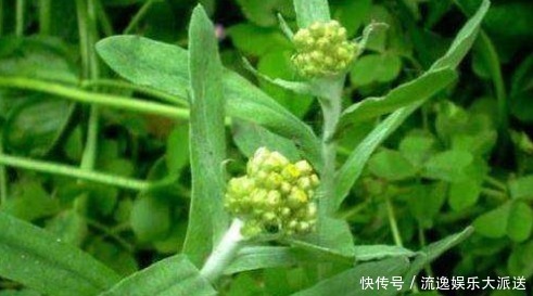 人到中年|人到中年,不妨多吃以下食物,祛风除湿,调中益气,止咳化痰