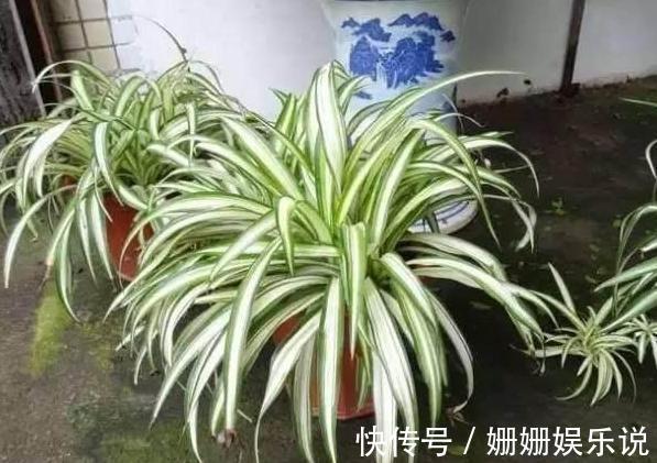 花草生虫害该如何解决学会''3种灰''的用法，养花不再头疼