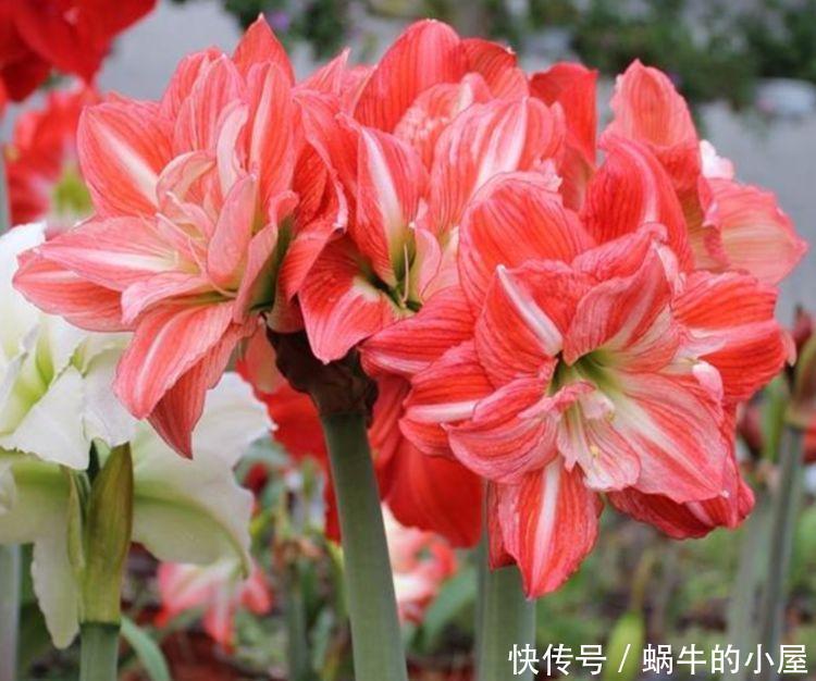 养花就养4种花,家里养一盆,花大色艳胜玫瑰,花开芳香四溢