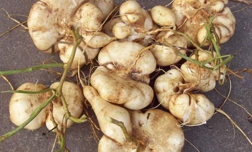 凉薯凉薯|爱美女性不妨多吃3种食物，营养丰富、滋润肌肤，越吃越年轻！