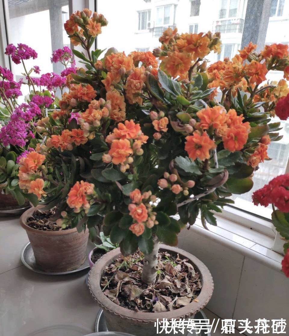 长寿花嫁接在“老桩”上,到了11月满枝“冒花苞”,花量很大