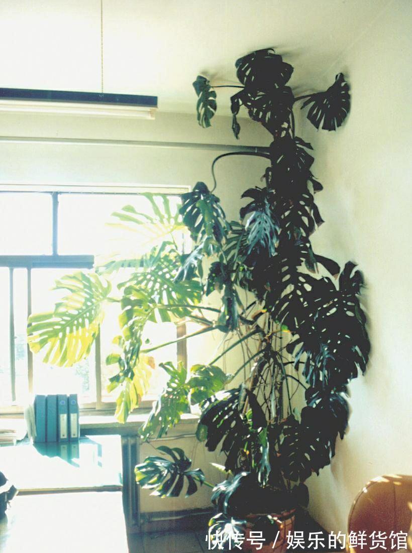 客厅|客厅摆放的4种绿植,不仅四季常青,还高贵典雅,品位不俗