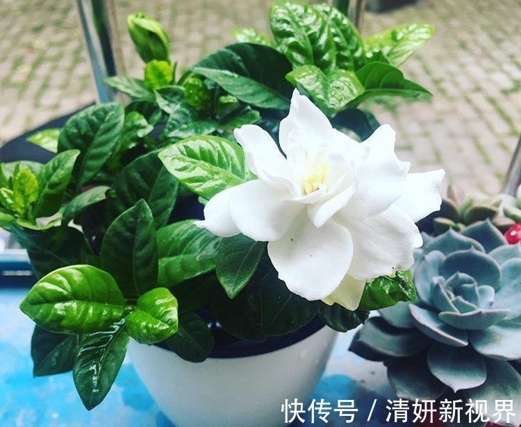 夏天|到了夏天，5种花喜水，越浇越旺，轻松长满盆，第2种开花漂亮