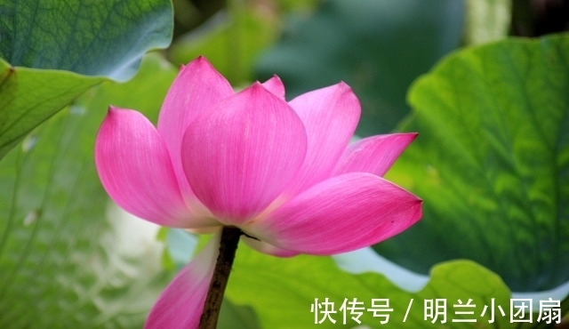 运命论|做人,可以精明,但不能“过头”