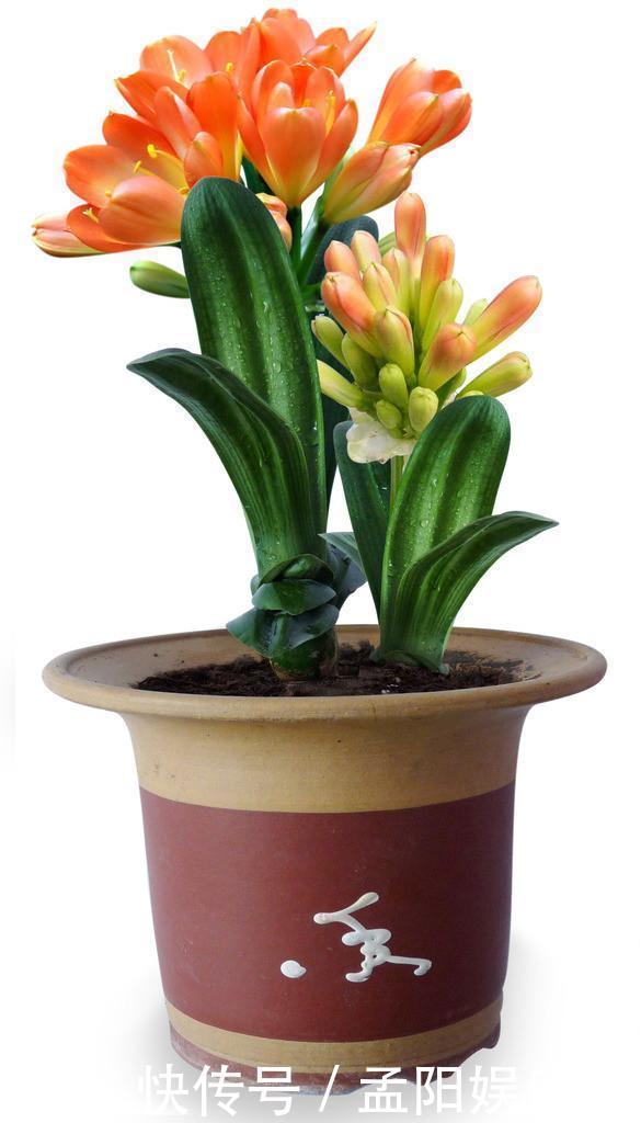 君子兰花期|君子兰用什么肥料最好,家里常备这三种肥料就足够了