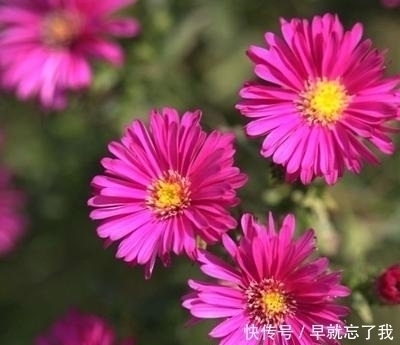 成就|命运最好的孩子,是生在农历这三月,日后定能有所成就,光耀门楣