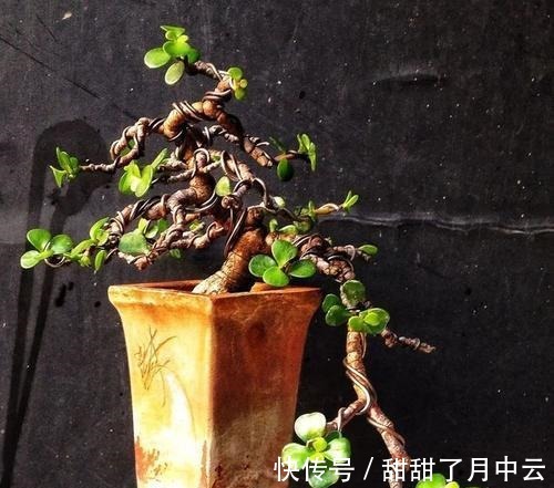 造型|养金枝玉叶盆景,光浇水施肥没用,得会修剪才行,枝叶一少价值高