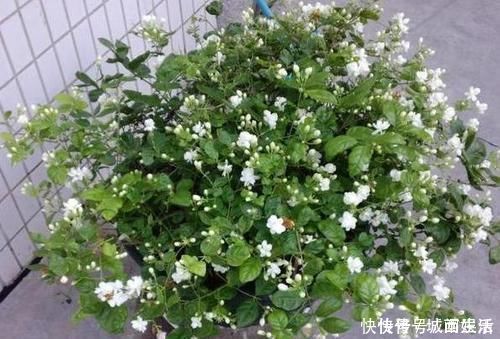茉莉|平时该如何管理茉莉花抓住5个重点,植株枝繁叶茂、开花多