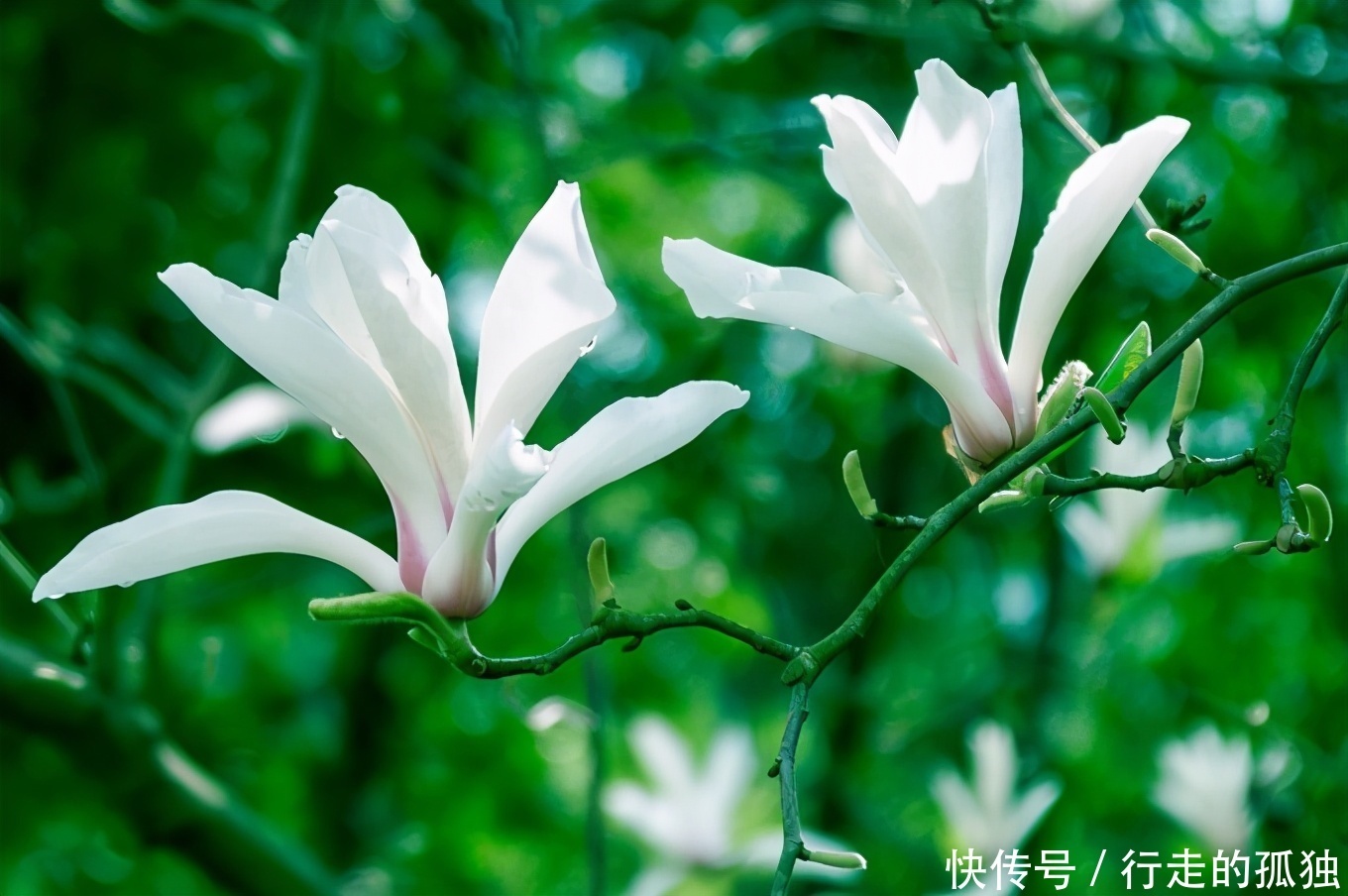 你知道嘛 其實巨石山的玉蘭花是可以食用的哦 中國熱點