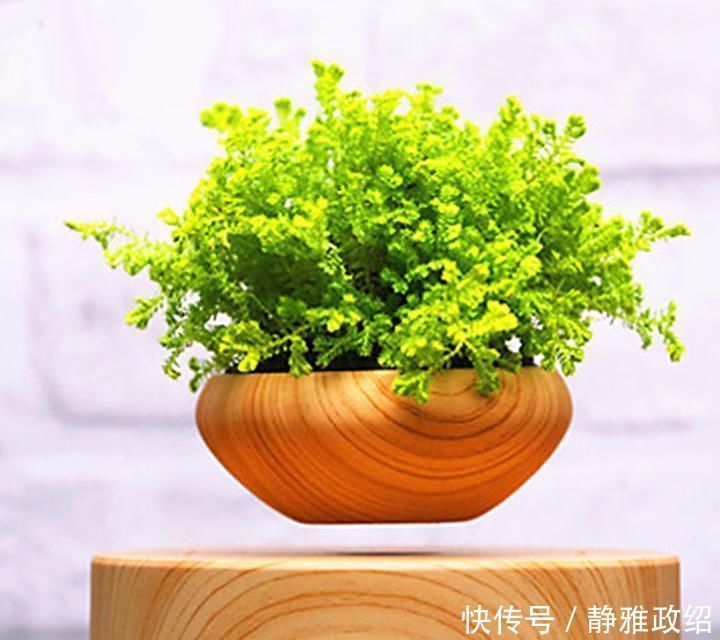 叶片|快扔掉家中发财树,真正好看还能净化空气的是这几种,高级又漂亮
