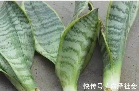 养花|养花“饿着”养,浇水别勤快,新芽反而长得多,这5种花就这样养