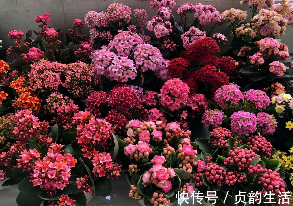 菊花类|3种“仙气花”,寒冬腊月“照样开”,一盆开花上千朵,人见人爱