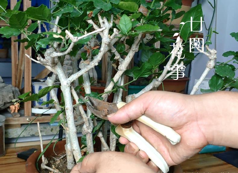 “欠修理”的花，不修不旺，剪剪花多，别舍不得