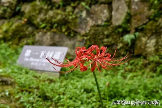 唐崖土司城遗址景区|惊艳！恩施唐崖土司城遗址景区盛开彼岸花