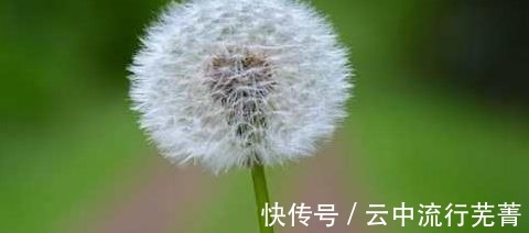 身体|每天坚持喝一杯蒲公英水,身体或许会收获几大好处,心动了吗!