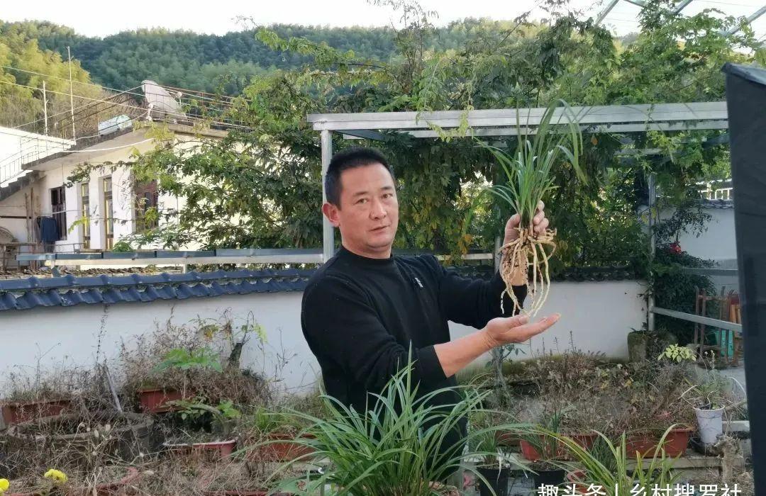 兰叶|这样养兰花,不用施肥不必喷药,兰苗肥壮花苞多