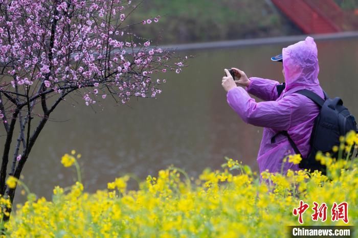 刘纪湄|重庆巴南300亩油菜花盛开市民雨中寻“春”