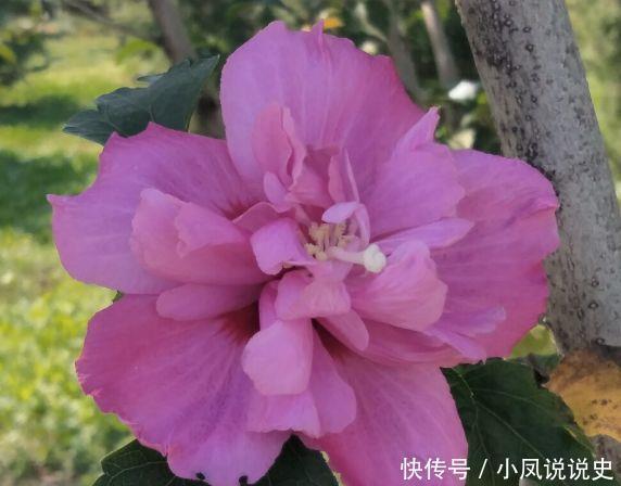 养花试试此4种，家里养一盆，花色艳丽，花开枝繁叶茂