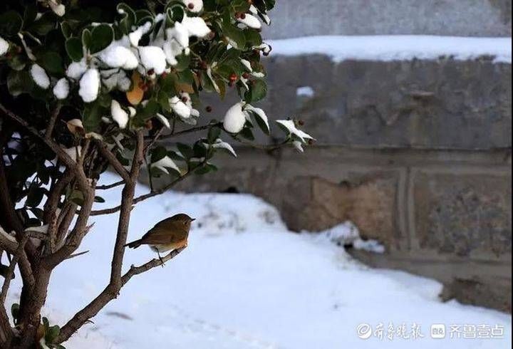 风雨送冬归 飞雪迎春到︱我在无棣古城等了一场冬与春的邂逅