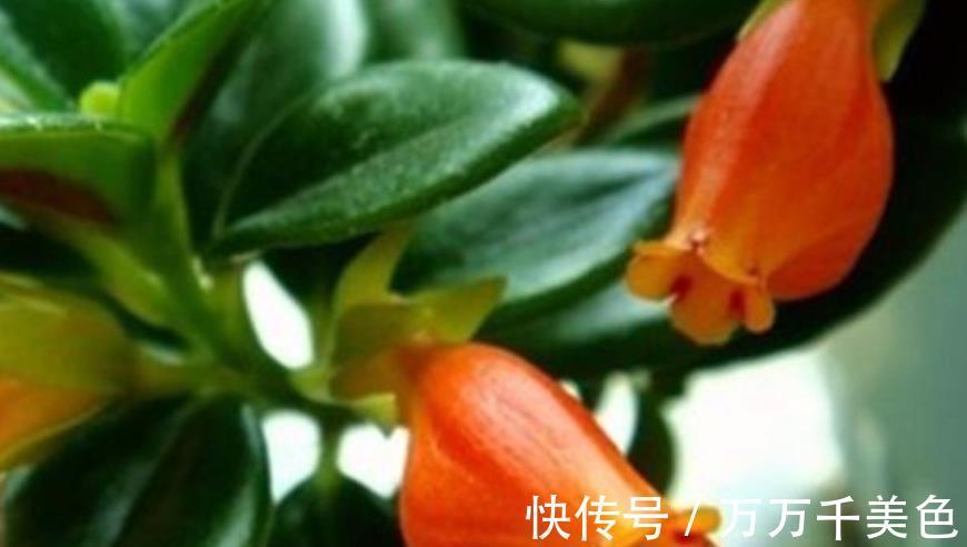 红掌|养花5年，一直保留的4种花，皮实好养颜值高，美极了