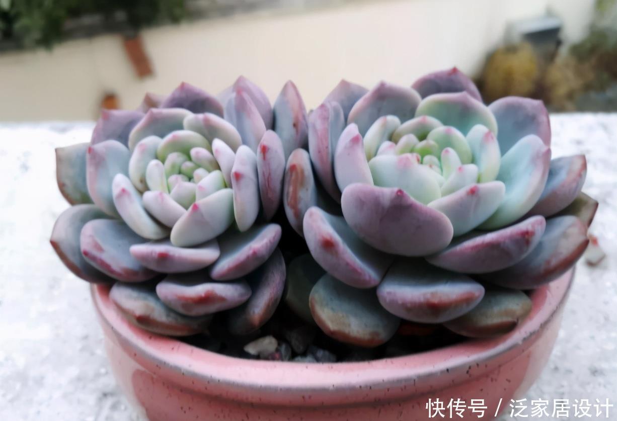 这些多肉新手买一盆死一盆，已被肉友拉进“黑名单”，买了浪费钱