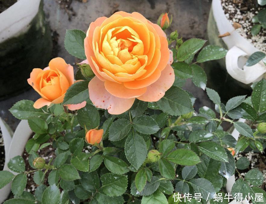 阳台上|建议爱花人:无论阳台大小,都要养一盆果汁阳台,是真漂亮!