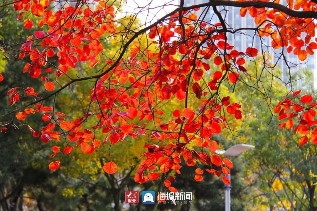 东港区|颜值太高！日照初冬打卡地！是谁打翻了“颜料盘”？?