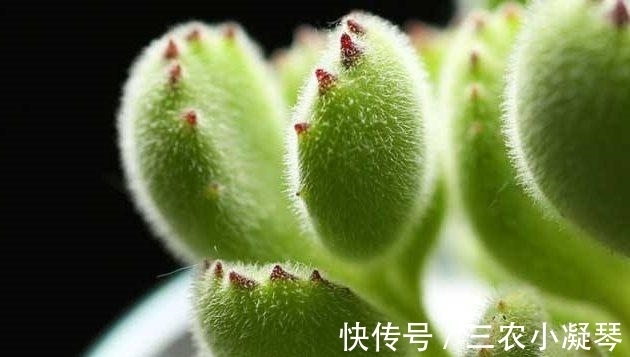 熊童子的扦插繁殖方法 萌萌的多肉植物枝插与叶插详解 快资讯