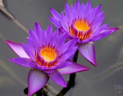 喜欢养花,不如养盆世界上最稀有的花睡火莲,爱情花,珍贵漂亮