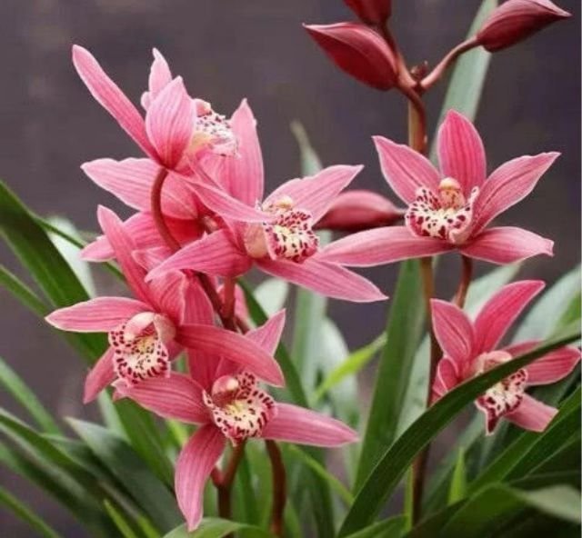 开花最香的3种花,家里养一盆,开花多,不费事就能养好!