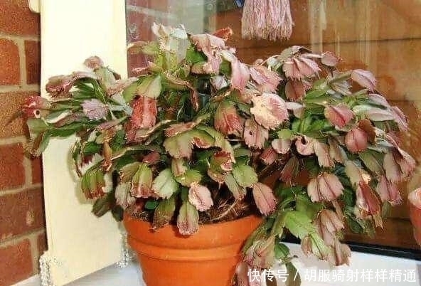 朱顶红|天热就“假死”的7种花，秋凉就会“睡醒”恢复生长，可别被骗了