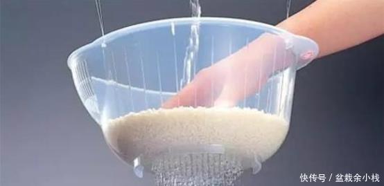 淘米水|淘米水能直接浇花吗?简单一步变废为宝,将其变成养花的绝佳肥料