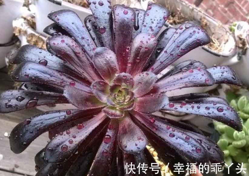 养殖老桩多肉法师,天冷小心这4点,新芽蹭蹭窜