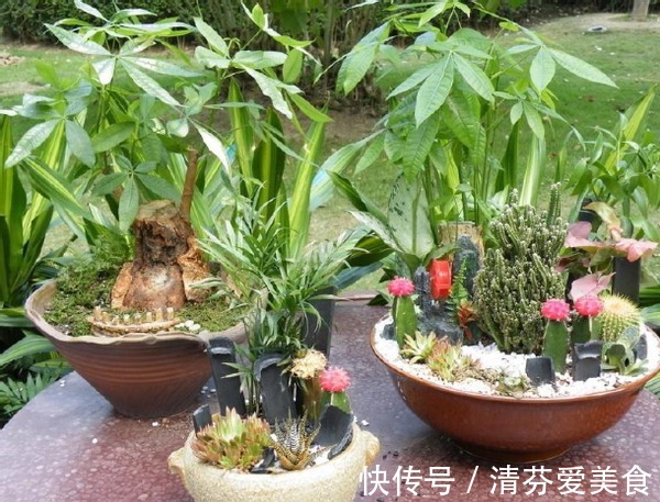 植物|家里常备这3种水溶液,养绿萝吊兰、发财树,个个枝繁叶茂根壮