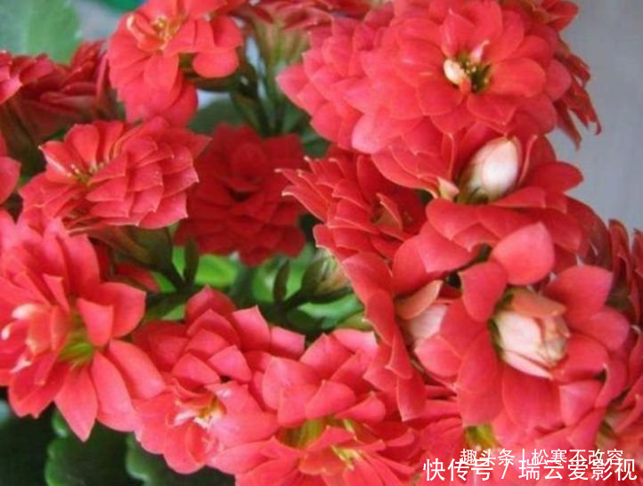 长寿花|养花就养几种花,家里养一盆,1个月不浇水,照样养得旺