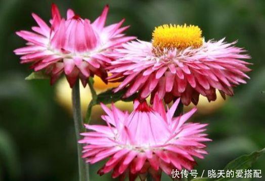 超仙的4种花,花朵奇特美丽,颜值超高超美的