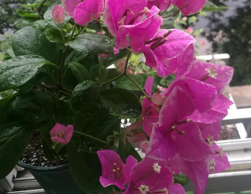 营养物质|摘掉残花后,三角梅迟迟不发新芽,是哪里出问题了?难在此3处