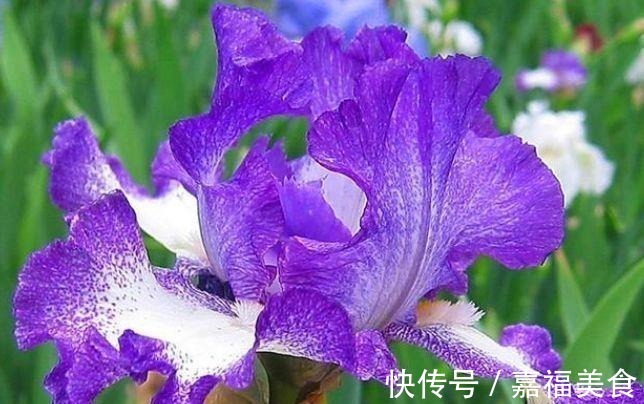 观赏价值|4种“女神花”,婀娜多姿,漂亮高贵优雅,四季繁花似锦,美