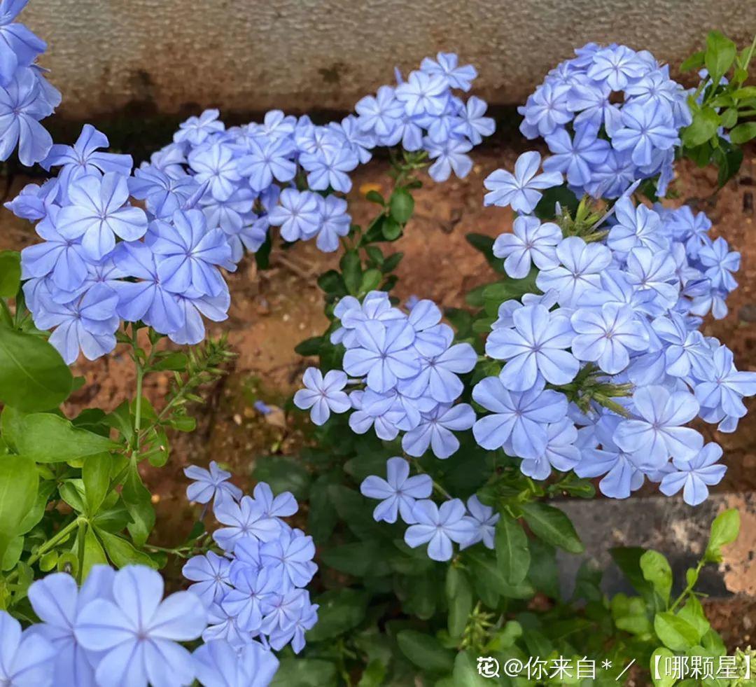 蓝目菊|蓝雪花妥妥的开花机器,花量大、花期长,让人不得不爱