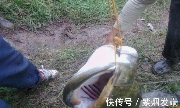 农村大叔去河边钓鱼发现“无齿”大鱼,一看才知道自己发大财了